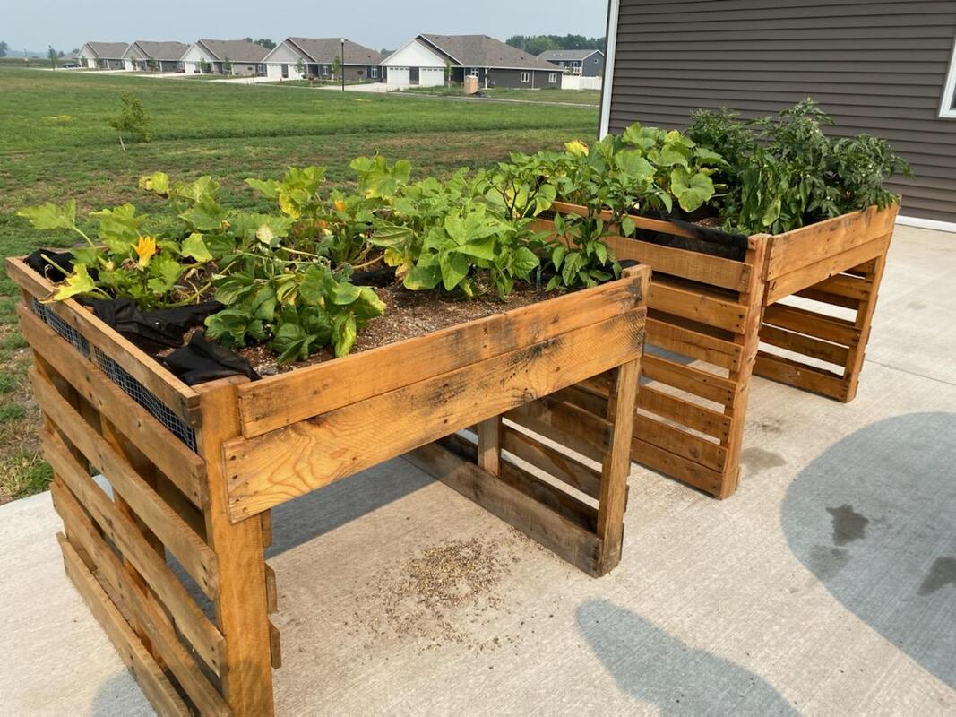 Image of 2 raised garden beds made from pallets and various planted  produce